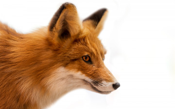 Картинка животные лисы белый фон рыжая лиса мордочка шерсть