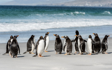 обоя животные, пингвины, море, побережье, стая