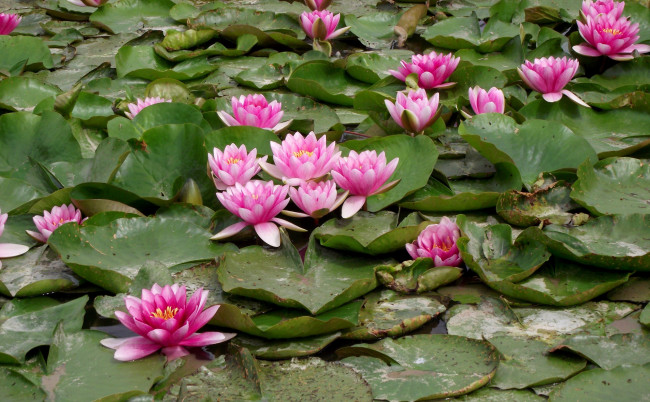 Обои картинки фото цветы, лилии водяные,  нимфеи,  кувшинки, листья, лилии, водяные, розовый