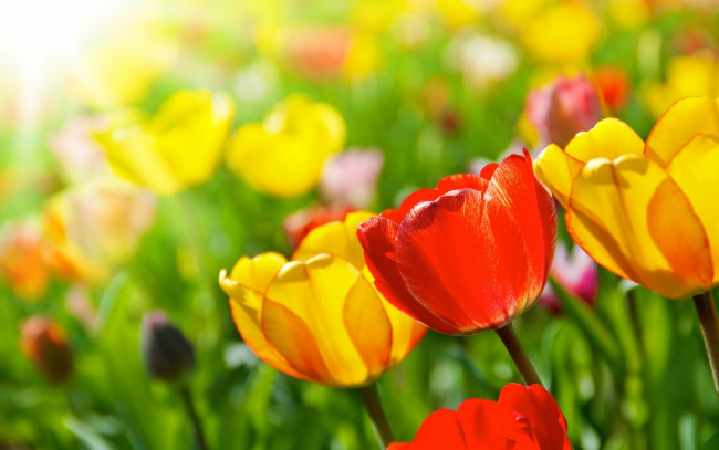 Обои картинки фото цветы, тюльпаны, красные, блики, желтые