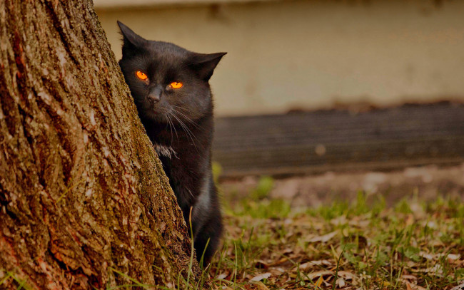 Обои картинки фото животные, коты, черный, кот, дерево