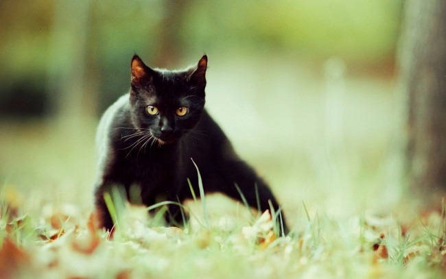 Обои картинки фото животные, коты, трава, черный, кот
