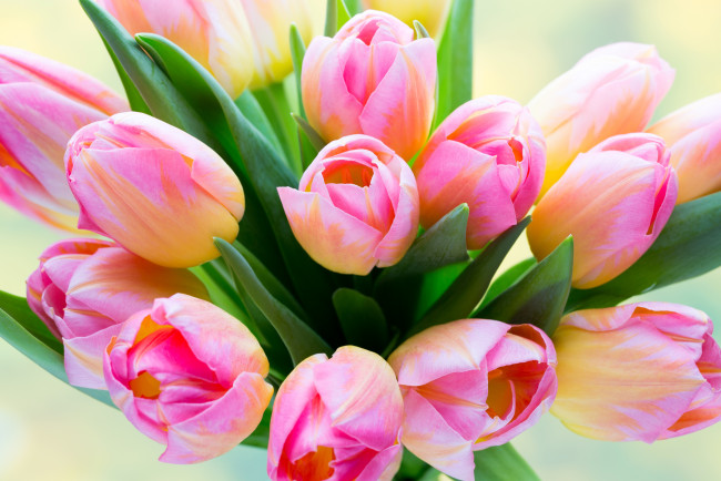 Обои картинки фото цветы, тюльпаны, розовые, букет, листья, бутоны, крупным, планом