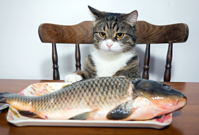 Обои картинки фото юмор и приколы, кот, карп, рыба, поднос, стол