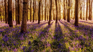 Картинка природа лес весна цветы солнце трава деревья колокольчики