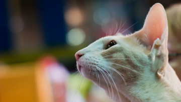 Картинка животные коты морда белый цвет