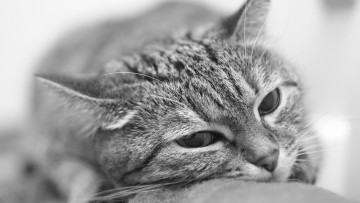 Картинка животные коты морда черно-белое фото