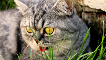Картинка животные коты трава морда
