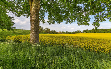 Картинка природа поля поле холмы трава деревья цветы