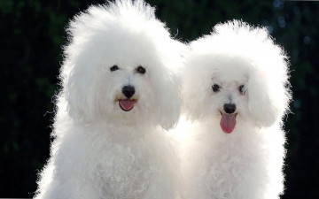 Картинка животные собаки белый цвет взгляд двое