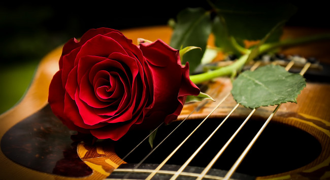 Обои картинки фото музыка, -музыкальные инструменты, гитара, роза, фон