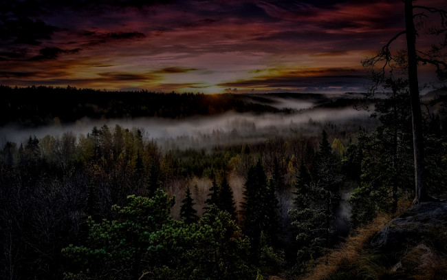 Обои картинки фото природа, восходы, закаты, лес