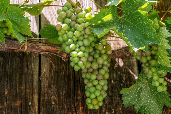 Картинка природа ягоды +виноград грозди виноград зеленый листья