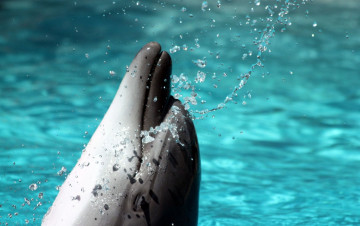 Картинка животные дельфины дельфин вода брызги