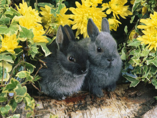 обоя dwarf, rabbits, животные, кролики, зайцы