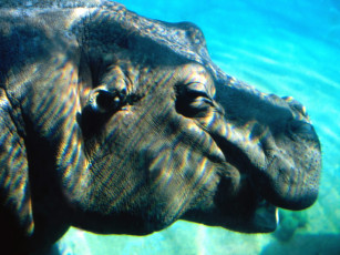 Картинка underwater hippopotamus животные бегемоты