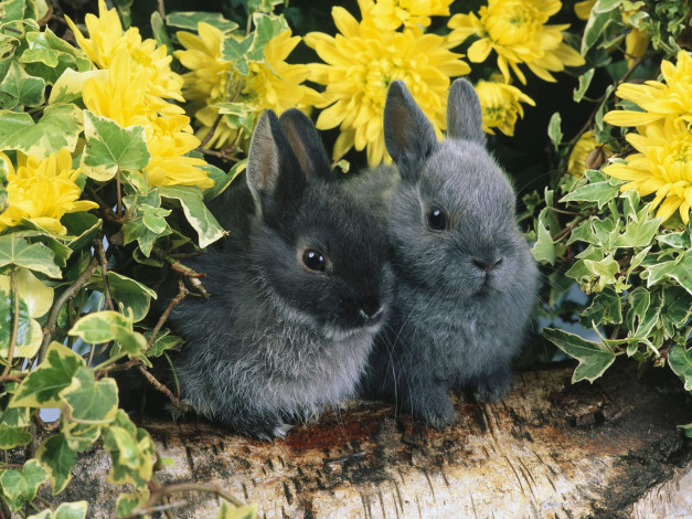 Обои картинки фото dwarf, rabbits, животные, кролики, зайцы