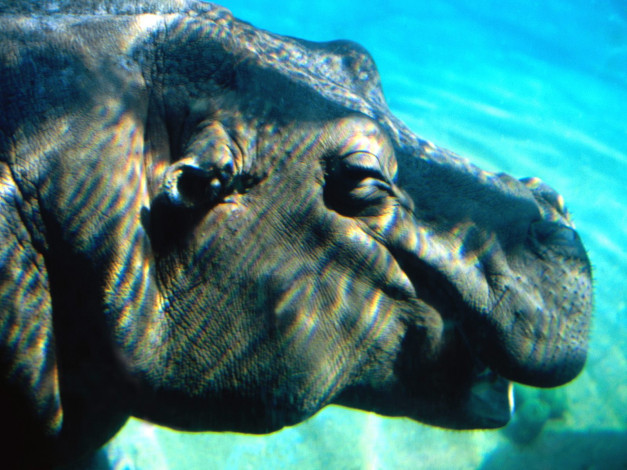 Обои картинки фото underwater, hippopotamus, животные, бегемоты