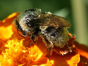 Картинка авт memoria животные пчелы осы шмели