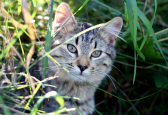 Картинка животные коты серый трава
