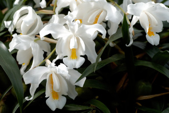 Картинка цветы орхидеи много ветка белый
