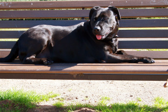 Картинка животные собаки пес скамейка