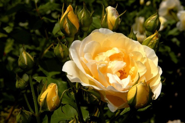 Обои картинки фото цветы, розы, желтый, бутоны