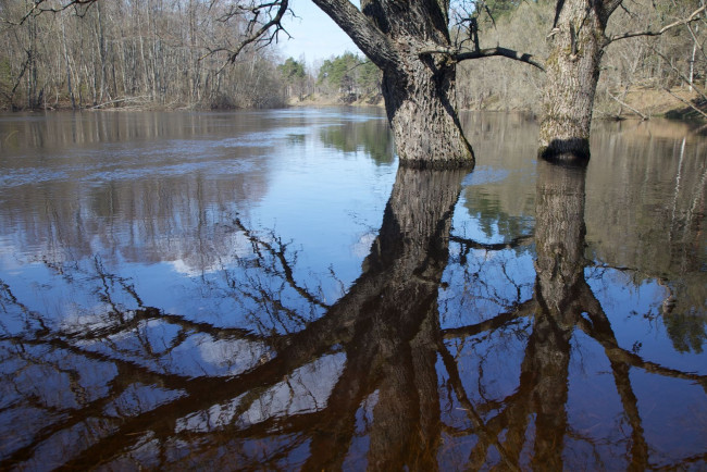 Обои картинки фото природа, реки, озера, отражение, дерево