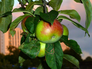 обоя природа, плоды, листья, яблоко, ветка