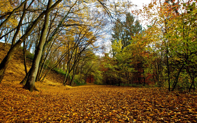 Обои картинки фото природа, дороги, листья, осень