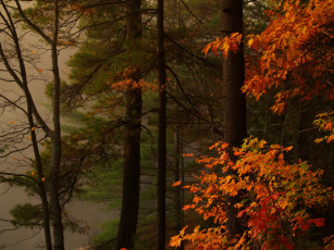 Картинка природа лес туман деревья осень