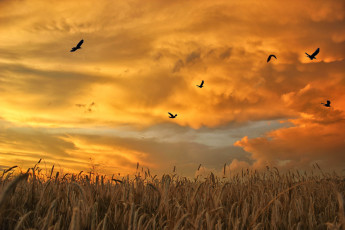 Картинка природа поля птицы закат поле