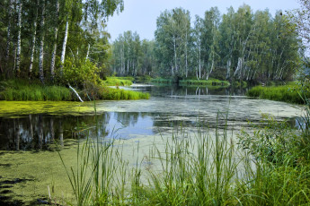 Картинка природа реки озера березы вода