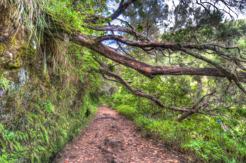 Картинка португалия madeira природа дороги лес сосны ветви тропинка