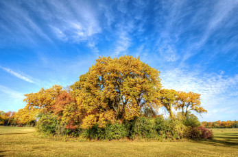 Картинка природа деревья осень небо
