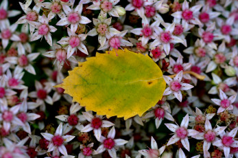 Картинка природа листья цветы макро