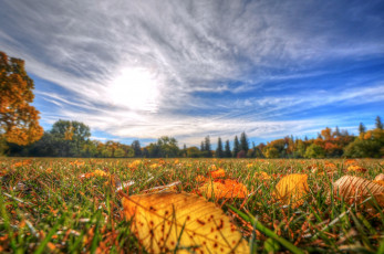Картинка природа листья трава осень