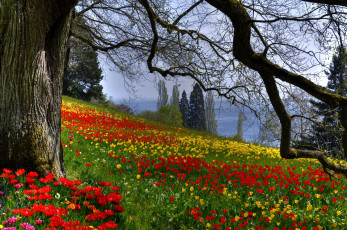 Картинка природа парк тюльпаны