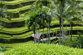 Картинка природа поля рисовые бали