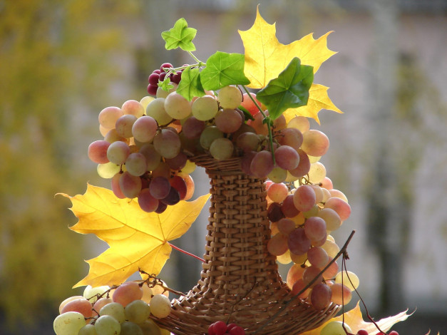 Обои картинки фото еда, виноград, осень, клен, листья, ягоды