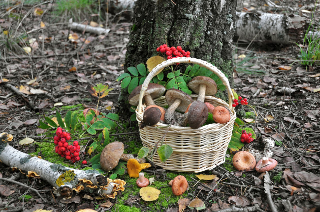 Обои картинки фото еда, грибы, грибные, блюда, корзинка, рябина