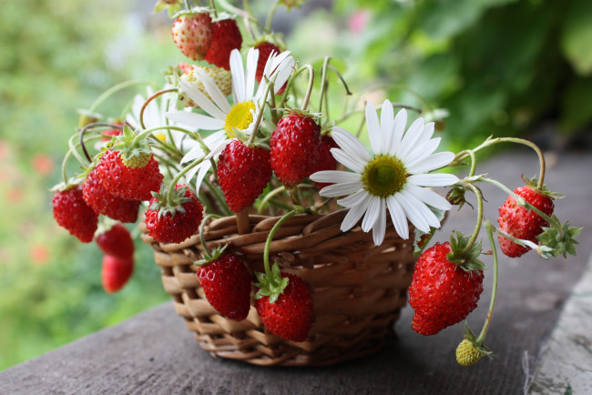 Обои картинки фото еда, клубника, земляника, цветы, ромашки, ягоды, корзинка