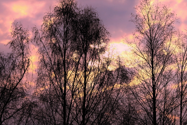 Обои картинки фото природа, деревья, облака, закат