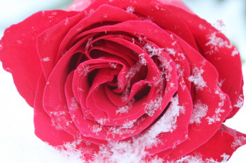 Картинка цветы розы розовая роза бутон лепестки цветение