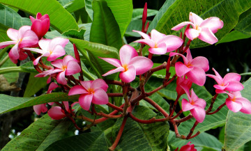 обоя цветы, плюмерия, цветение, ветка, листья, лепестки, branch, flowering, leaves, plumeria, petals