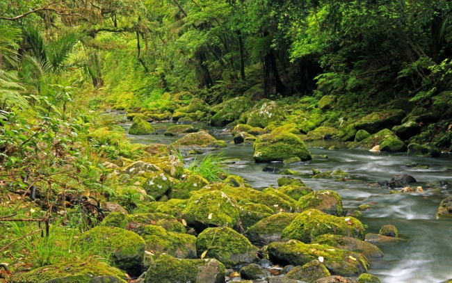 Обои картинки фото природа, реки, озера, лес, камни, река, мох