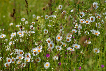 Картинка цветы луговые+ полевые +цветы колокольчики лето ромашки луг трава