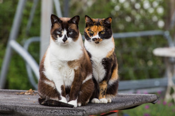 Картинка животные коты раскрас взгляд кошки