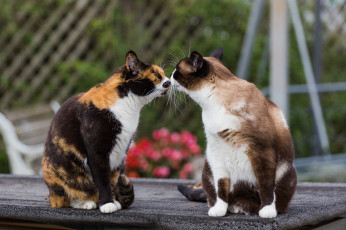 Картинка животные коты встреча раскрас усы кошки