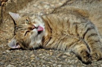 Картинка животные коты язык расслабон лежебока кот